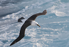 mindre albatross