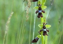 Ophrys insectifera flugblomster orkideresor